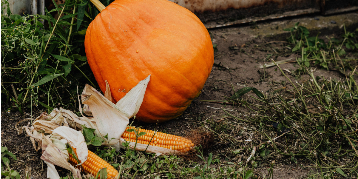 Pumpkin and sweetcorn